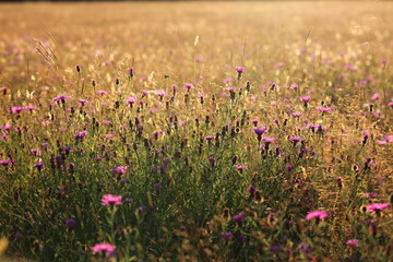 Summer meadow in heatwave