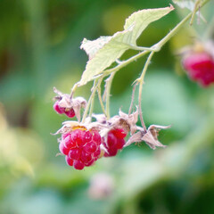 Red raspberries are slowly swaying on the bush