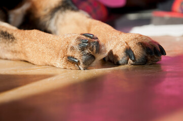Dog pups paws with toes and claws on floor background indoors