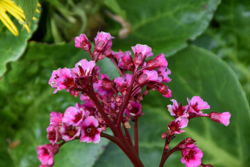 colourful flowers in a botanic garden in Ireland