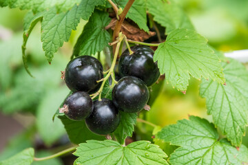 Big black currant berries on the branch.