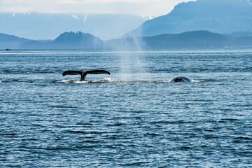 Zwei Wale in der Glacier Bay, Alaska