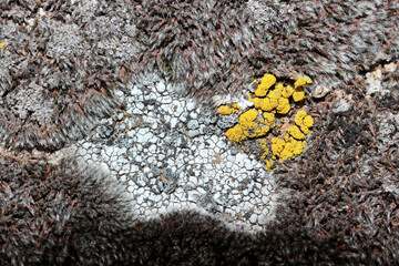 yellow lichen and mosses forming on the rock