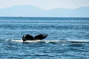Fuke eines Buckelwals - Die Zeichnung der Schwanzflosse ist wie ein genetischer Fingerabdruck und macht es Forschern einfach, einzelne Tiere zu Identifizieren