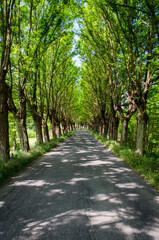 Un viale alberato che porta al borgo di Gavi in Piemonte lungo la Via Postumia, cammino che parte da Aquileia e arriva a Genova