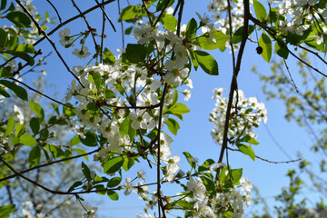 Interlacing of branches of cherry tree with white flowers and green leaves. Spring in the garden.