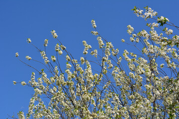 Blooming cherry trees in spring garden. Branches with many white flowers on the background of clear blue sky.