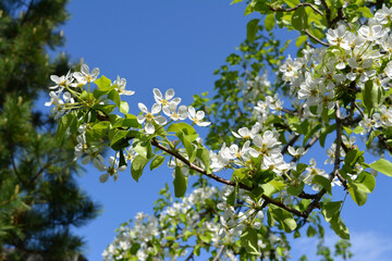 Branch of blooming pear tree with white flowers and green leaves. Garden in the spring.