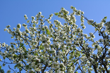 Apple tree in bloom. Branches with white flowers on the background of blue sky. Garden in spring.