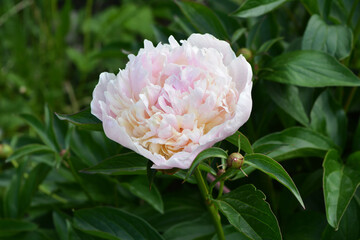 Beautiful peony flower with delicate pink petals.