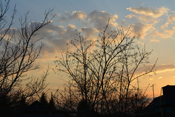 Fototapeta premium Black silhouettes of viburnum bush and plum tree on the background of sunset sky. Garden in early spring.