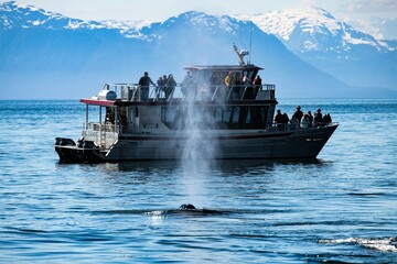 Whale watching  Boot mit einem Wal der die Atemluft ausstößt - Glacier Bay Nationalpark, , Alaska - obrazy, fototapety, plakaty