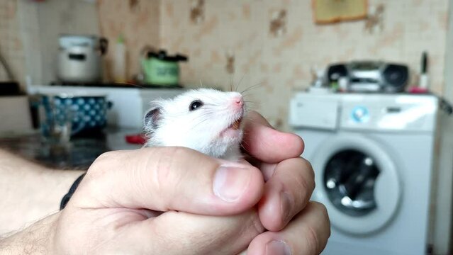 Gray Syrian hamster in hands, close-up 4K video