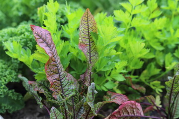 Ecological vegetable garden. Beets, kale, and celery.