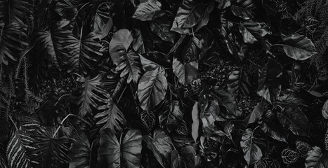 Creative nature black background, tropical leaf banner or floral jungle pattern concept.