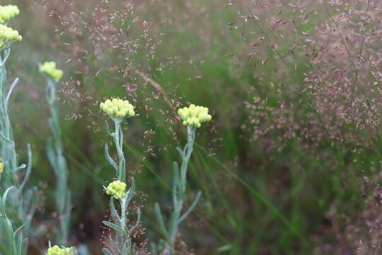 Helichrysum arenarium. Dwarf everlast, immortelle yellow flowers.