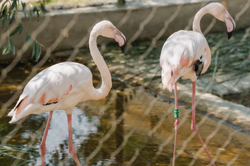Portrait of two white and pink flamingos behind a fence in a zoo