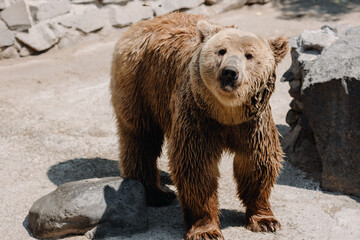 A brown bear in the zoo stands on the background of stones and looks at the camera
