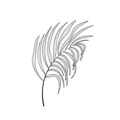 A graceful branch of a tropical palm tree. Botanical vector illustration of a hand-drawn branch on a white background.