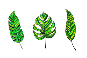 Botanical set of tropical leaves and branches. Vector icons are colored in green shades. Design elements for book illustration, postcards, 
posters, cartoons.