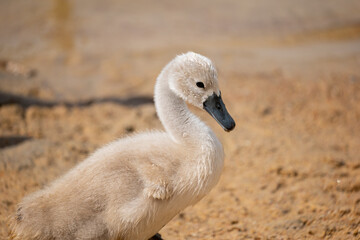 swan on the beach