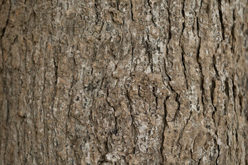 dry tree bark texture and background, nature concept