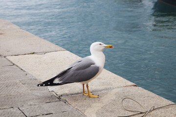 A seagull in Camogli, Ligurian Riviera, Italy