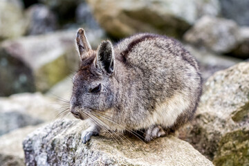 Fauna of Soth America. Wilsd animals and birds in Peru area