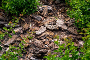 Mulch from the brown bark of pine tree around the deciduous bushes in landscaping of growth backyard garden lit by summer sun close-up details, nobody.