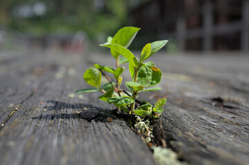 The sprout of the tree sprouted through the old wooden beams