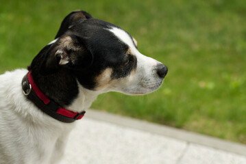 black and white mixed dog in garden