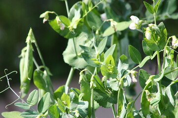 haricot et pois 