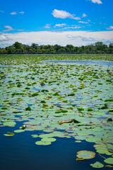 Lotus flowers on the pond