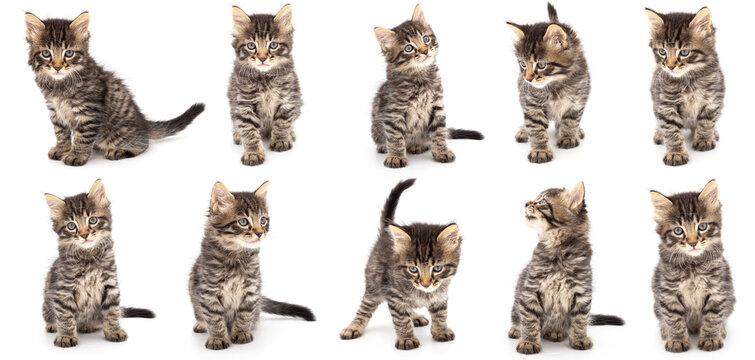 Collection of young light gray stripped kitten with blue eyes on white background