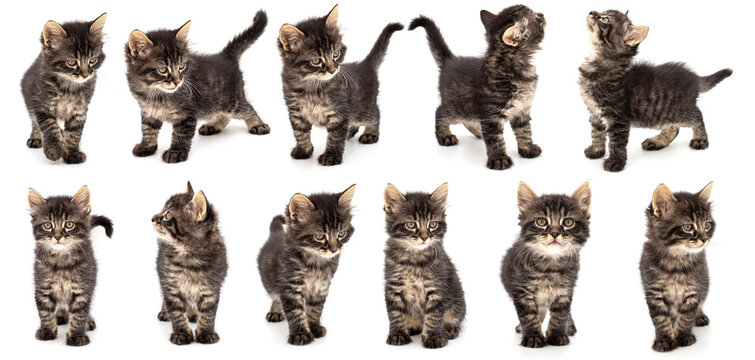 Collection of young gray stripped kitten on white background