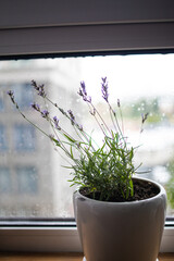 White vase with lavender flowers near window