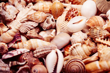 a lot of seashells diverse form on background
