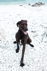 pretty big black wet dog pet at sea coast, lifestyle travel with dog concept