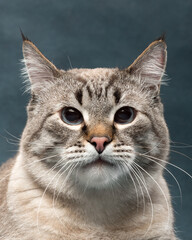 Cat portrait, front view, studio shot