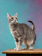 Obraz premium Portrait of playing cat, studio shot