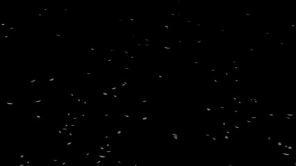 Falling leaves on black - effect for your woods arts, isolated - object 3D rendering