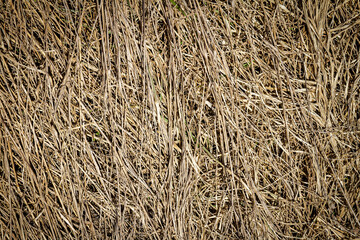 Closeup of old aged dry grass straw texture background