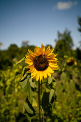 Singled out ripe Sunflower