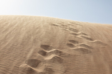 Quintessential desert landscape during sunrise hours.