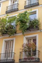 Fototapeta na wymiar Urban vegetation in Madrid