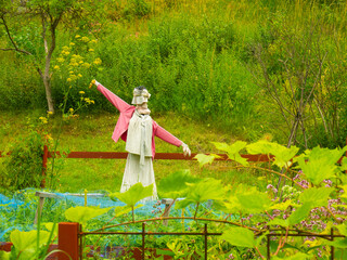 Scarecrow wearing a dress, blouse and sweater in a garden