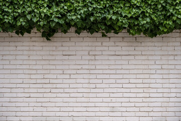 White painted brick wall with green ivy
