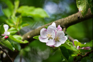 Obraz na płótnie Canvas Close-up of an apple blossom on a tree branch