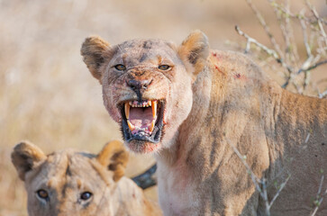 There are many lionesses at Hluhluwe Imfolozi Park in South Africa and they are often very angry and do not share their prey until they are not fed.
