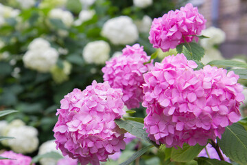 pink hydrangea flower